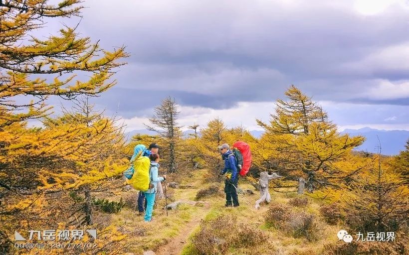 ◣九岳视界◥北南穿越太白山红杉遍野醉金秋