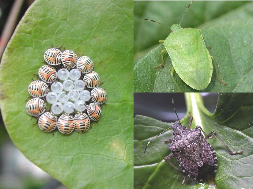 左:黄斑椿象若虫 右:稻绿蝽,茶翅蝽成虫【防治】:成虫为害时清晨不喜