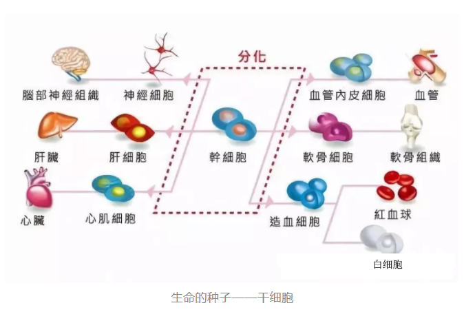 细胞治疗中的两大热点:干细胞与免疫细胞的区别