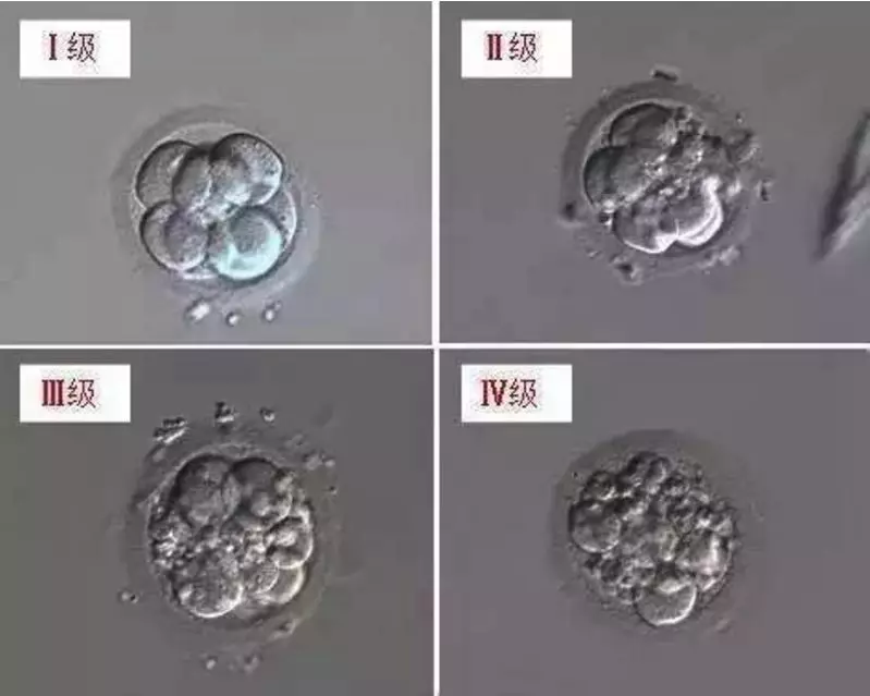 八细胞三级胚胎好不好