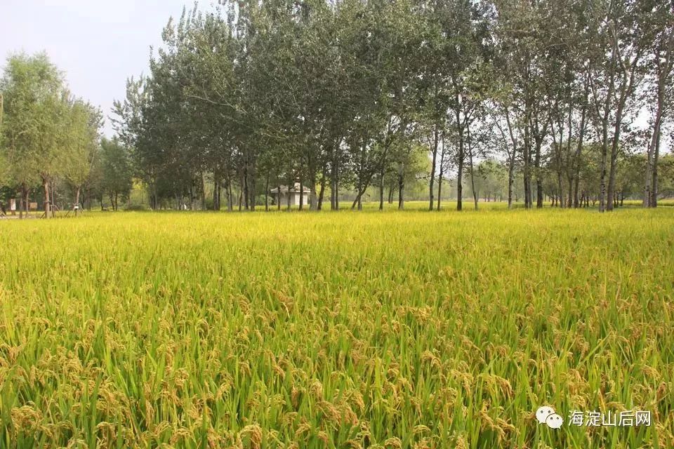 北坞公园位于玉泉山脚下,园内种植着大面积京西稻.其中"稻浪流香"