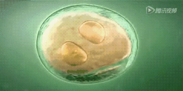 八细胞三级胚胎好不好
