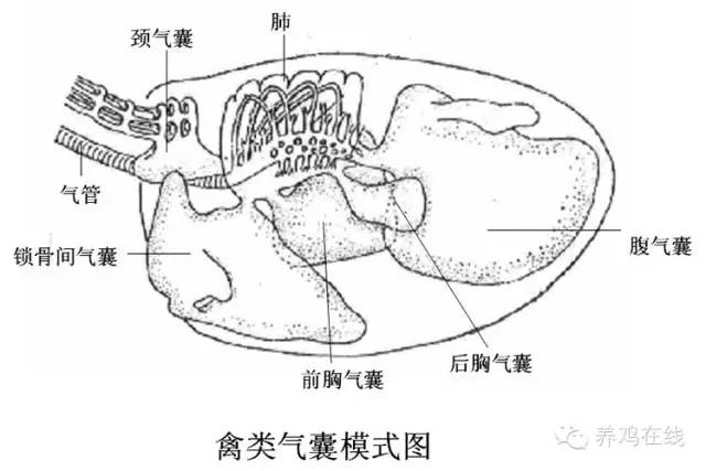 1,鸡呼吸系统结构的特殊性 禽类所特有的气囊结构,使鸡的呼吸系统可以