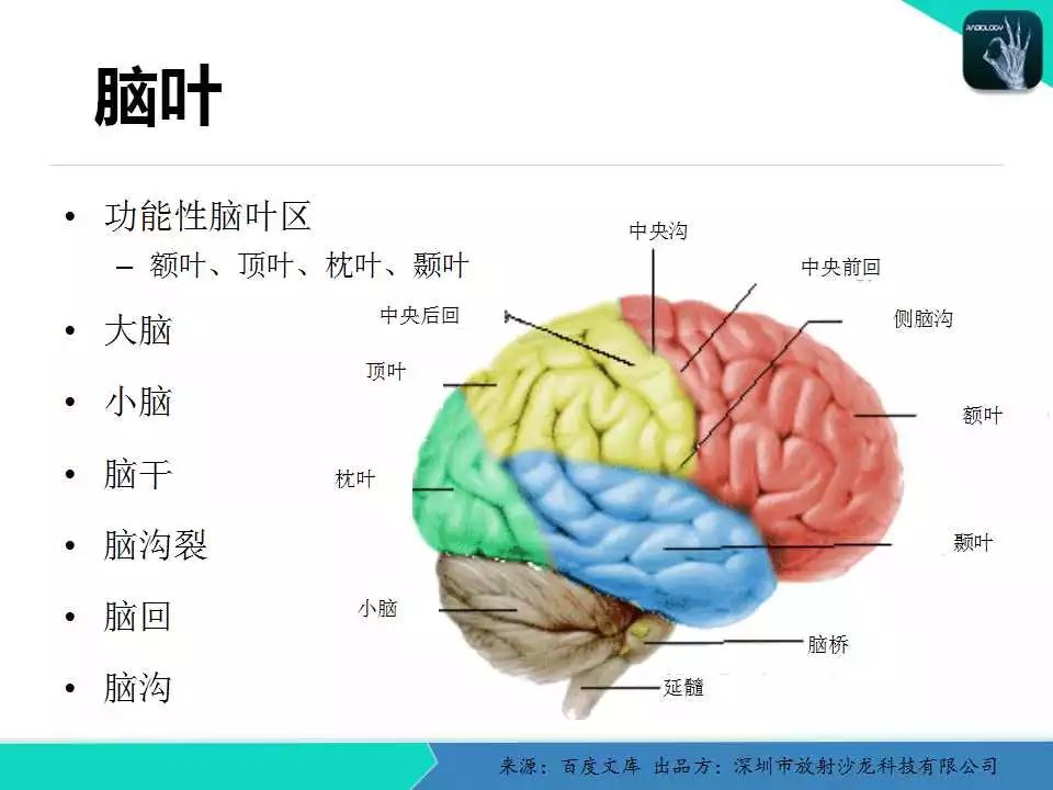 人脑与脑血管解剖分析