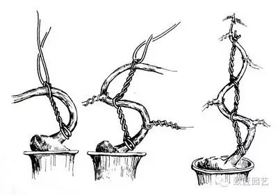 盆景造型知识--拿弯技术方法