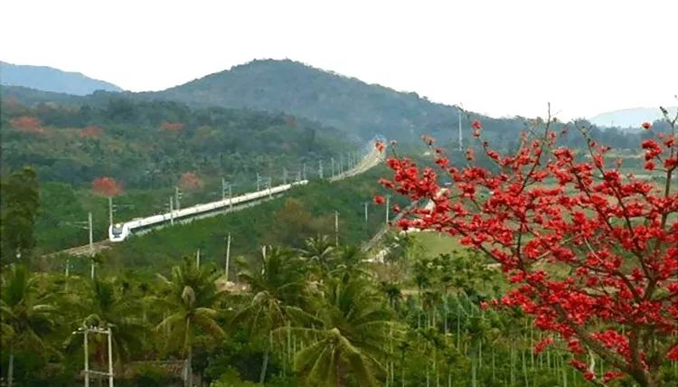 陵水红角岭在那木棉花开的地方