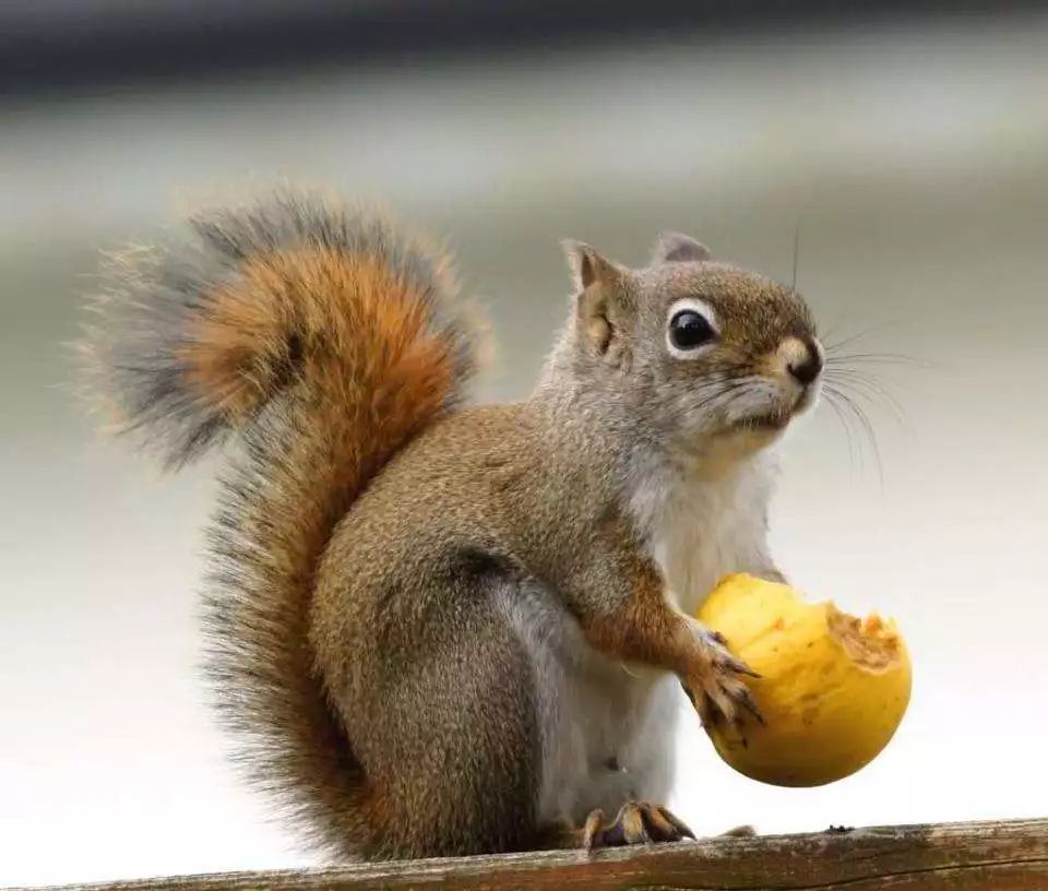 永远蹦蹦跳跳的小松鼠会给你分享它最爱的松果吗?