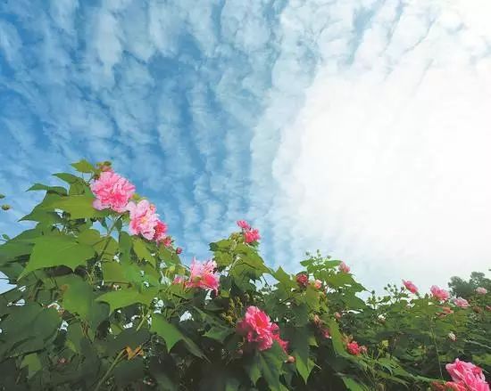 芙蓉花开的绚烂盛景