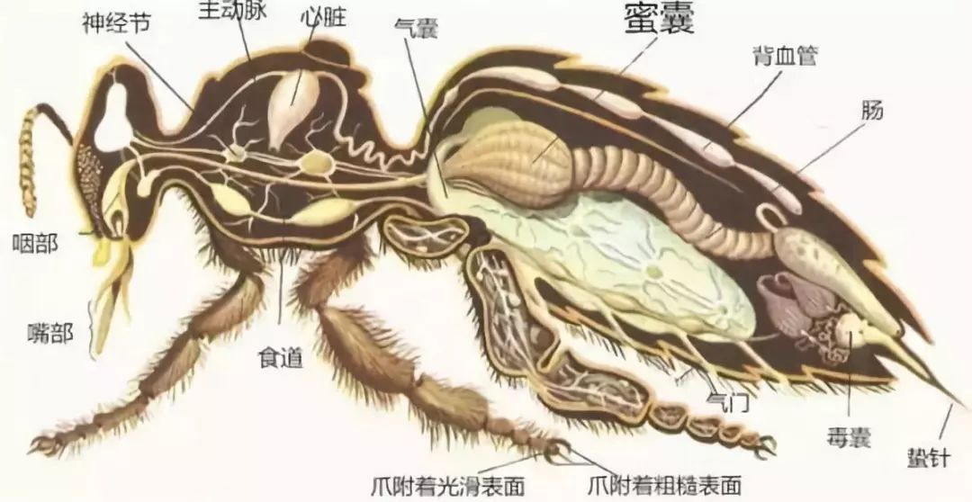 蜜蜂们从花中采取 含水量约为75%的花蜜