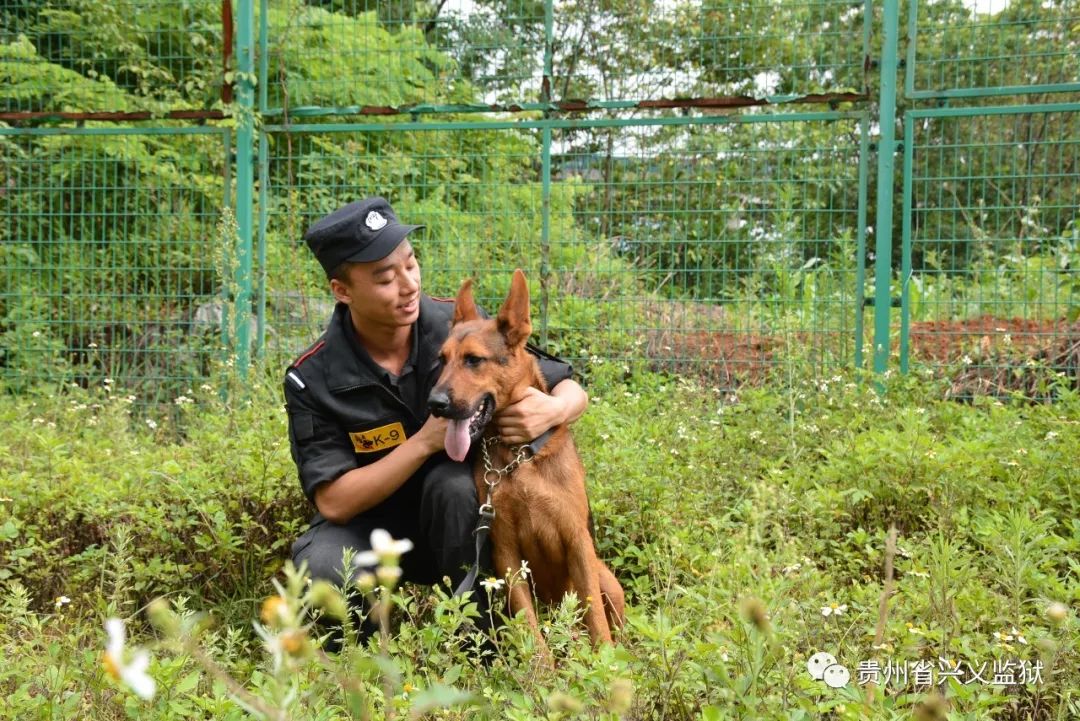 换训练衣,拿牵引带,带犬排便,带犬训练,打扫犬舍,梳理毛发,训练完为娜