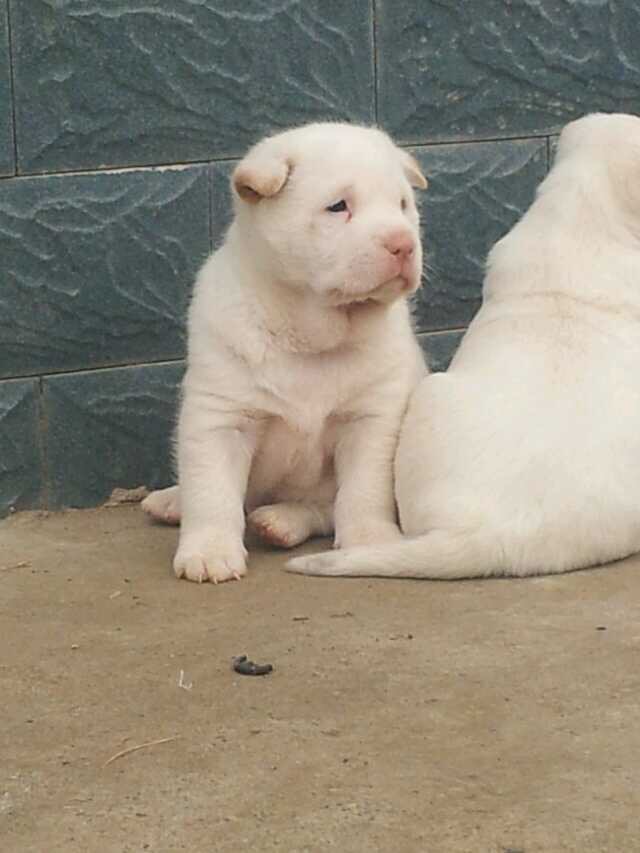 下司犬: 散发着单身狗的清香_警犬