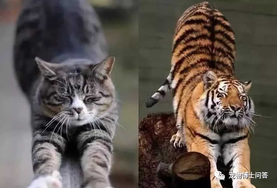 老虎也是猫科动物,那老虎看见了猫,会吃掉猫吗?