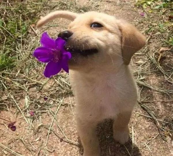 狗子超级会撩,如果铲屎官是女生,就捡一朵小花花送给她,因为所有的