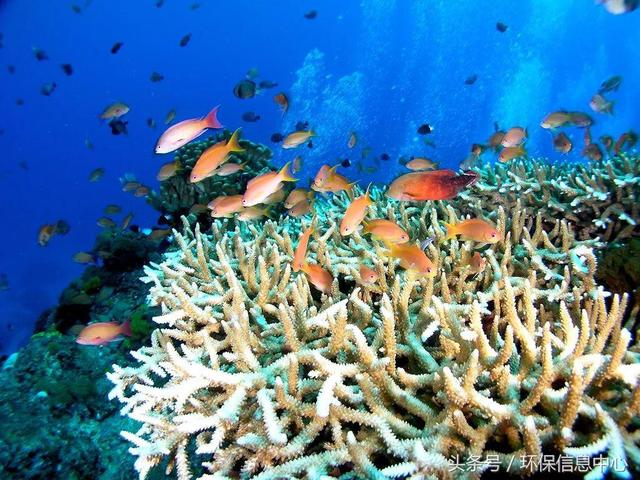 指标生物也会失灵学者 气候变化让海洋污染更难监测 污染物