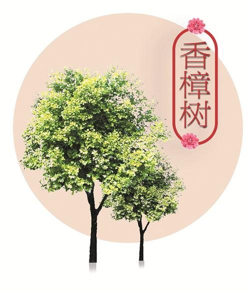 为绿色永州代言记永州市树香樟市花杜鹃