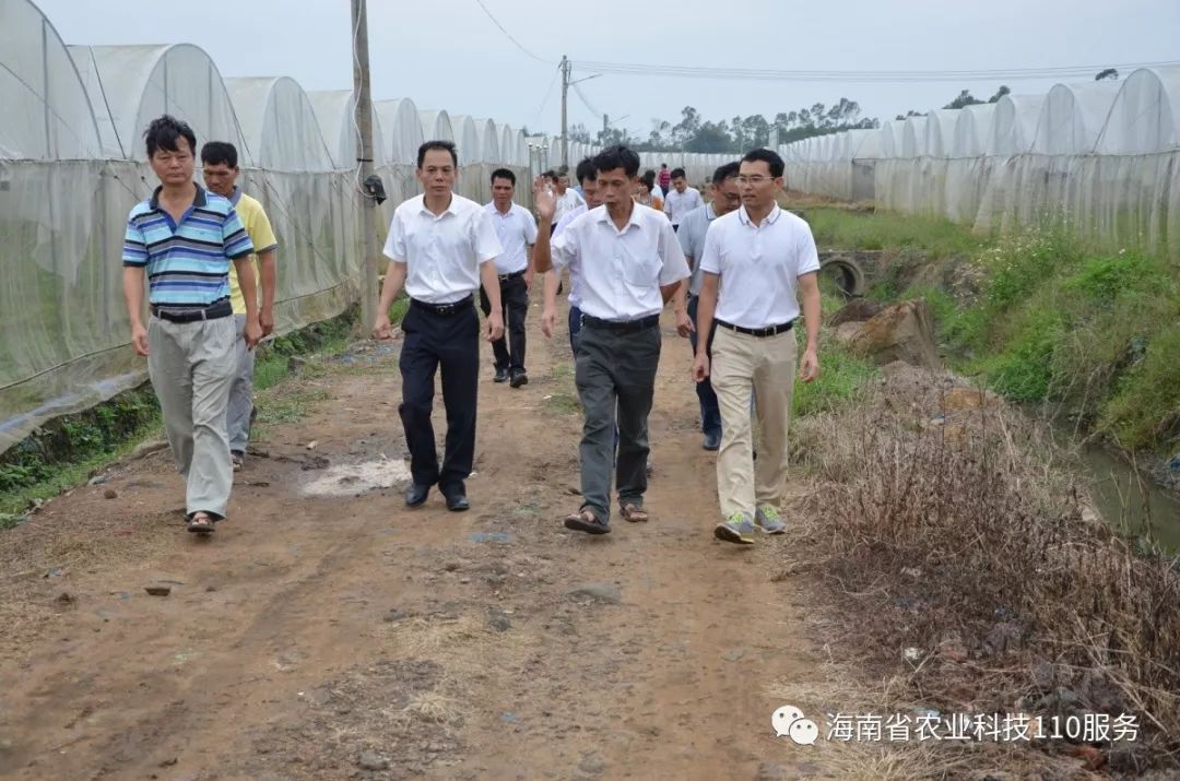 调研结束后,胡翔要求白沙县相关政府部门,企业积极借鉴海南省农科院