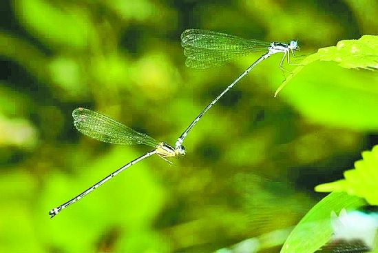 《蜻蜓飞过童年的天…… 》