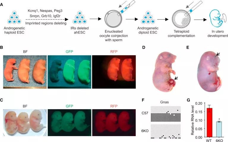 其实,这里面的关键因素就是基因组印记(genomic imprinting.