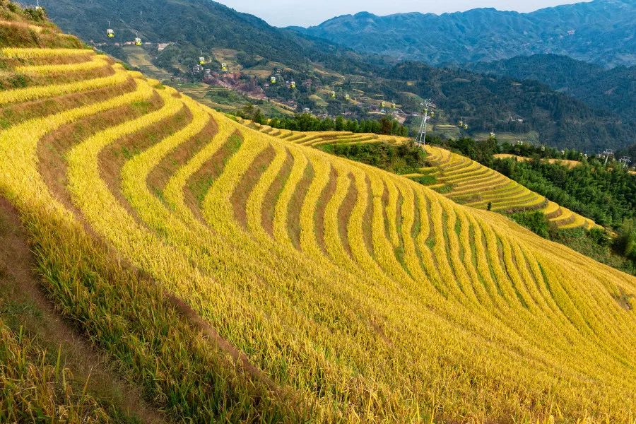 好景不常在好花不常开