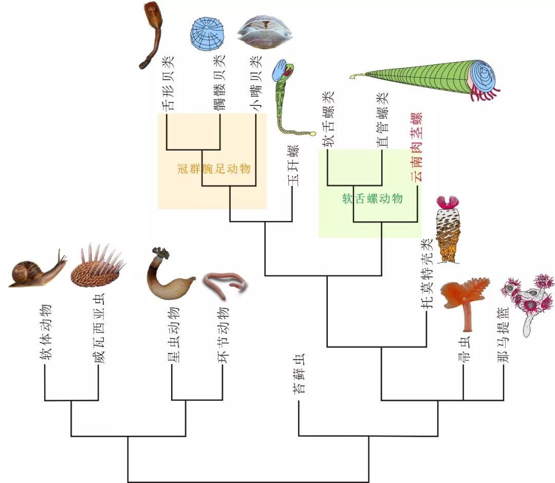 云南肉茎螺的系统发育位置示意图(现生动物图片来源于网络)