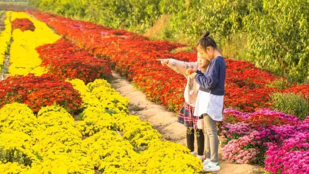 九九重阳节,【河东大菊园】邀请全运城老人免费游玩!