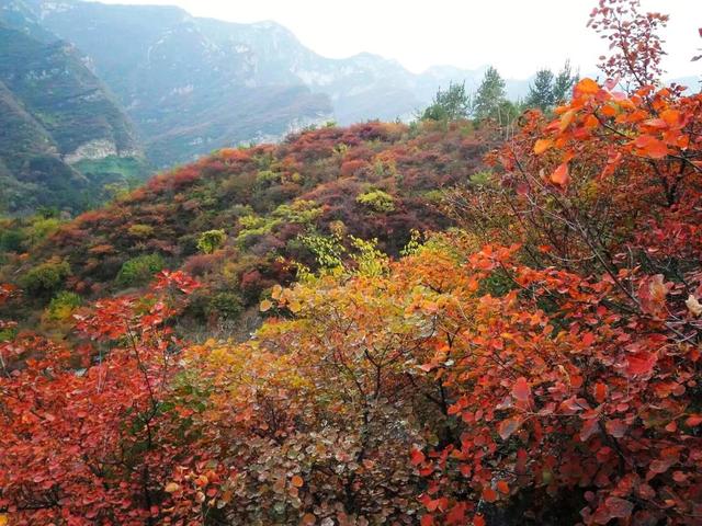 北京坡峯嶺紅葉節包車一日遊 紅葉賽香山秋舞幽嵐 雪花新闻