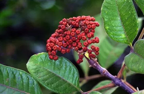 重阳登高插茱萸,"茱萸"是谁你知道吗?