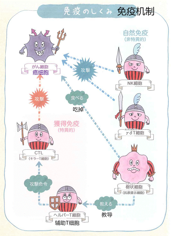 日本再添一座诺贝尔奖"癌症免疫细胞疗法 到底是什么?