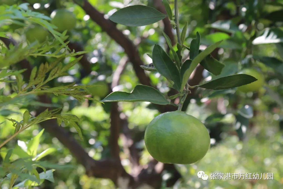 【芽芽乐园】橘子熟了——记大一班小朋友们的丰收节