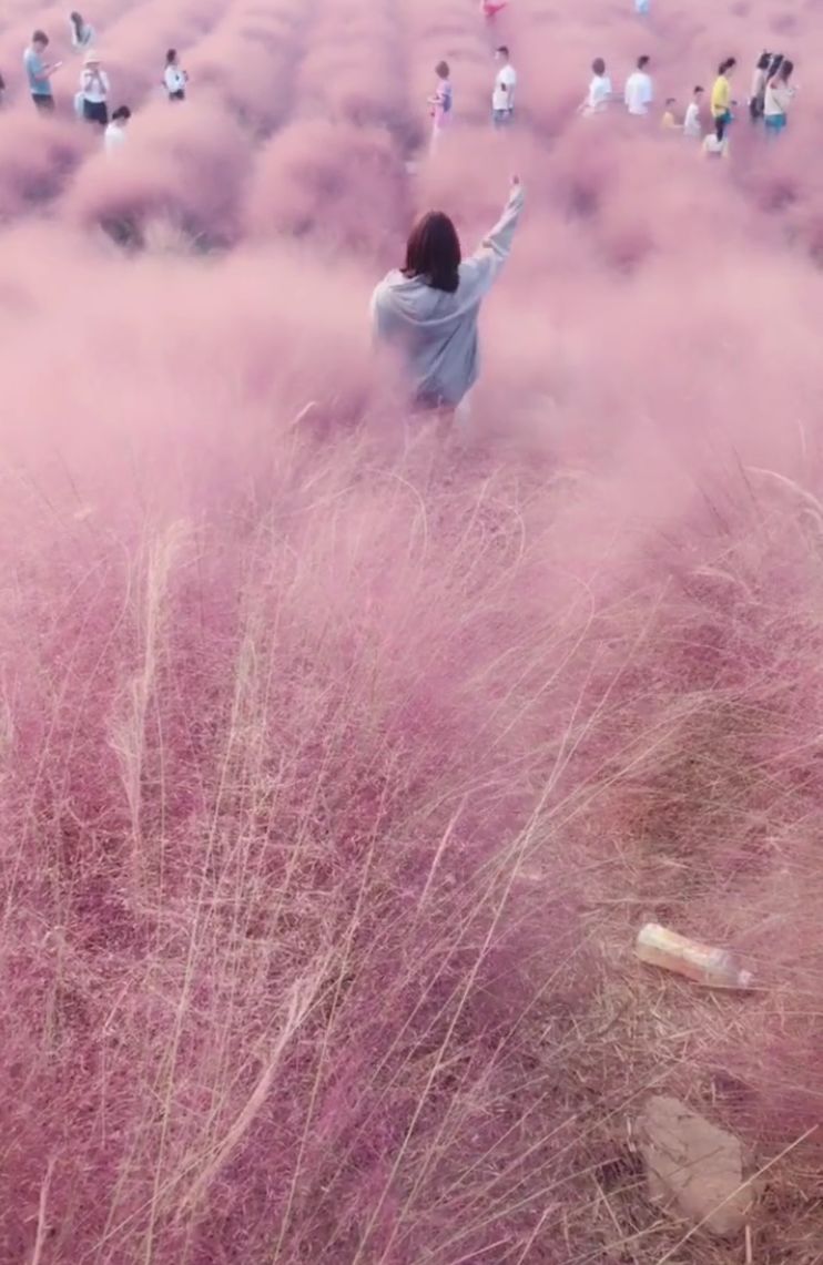 刷爆抖音的粉色花海陕西也有!请您打卡之前务必注意这