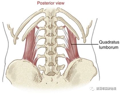 超声引导下腰方肌阻滞(上)