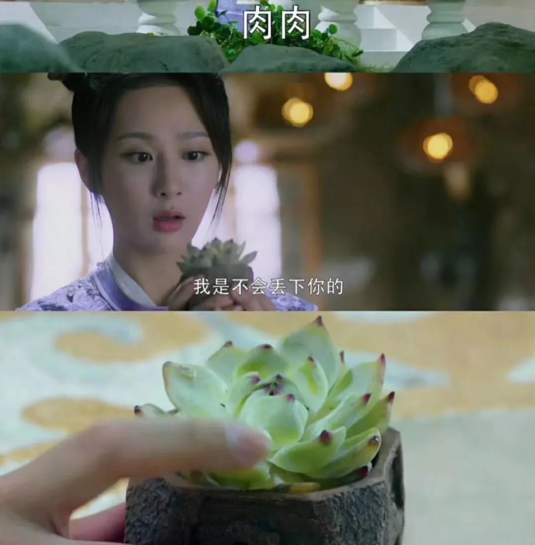 『花一派』丨今天来说说《香蜜沉沉烬如霜》里的那些花儿吧!