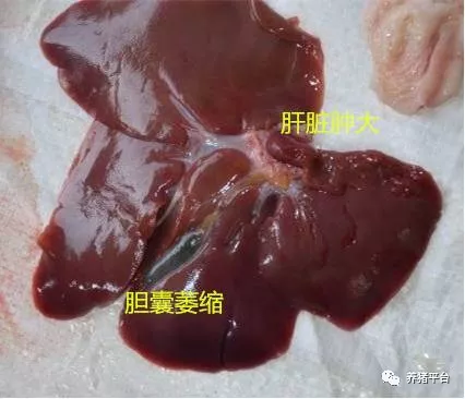 仔猪肝源性腹泻一直被忽视的杀手