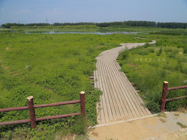 北京顺义潮白河森林公园包车一日游推荐,树林里的光影