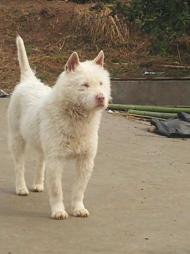 下司犬: 散发着单身狗的清香_警犬