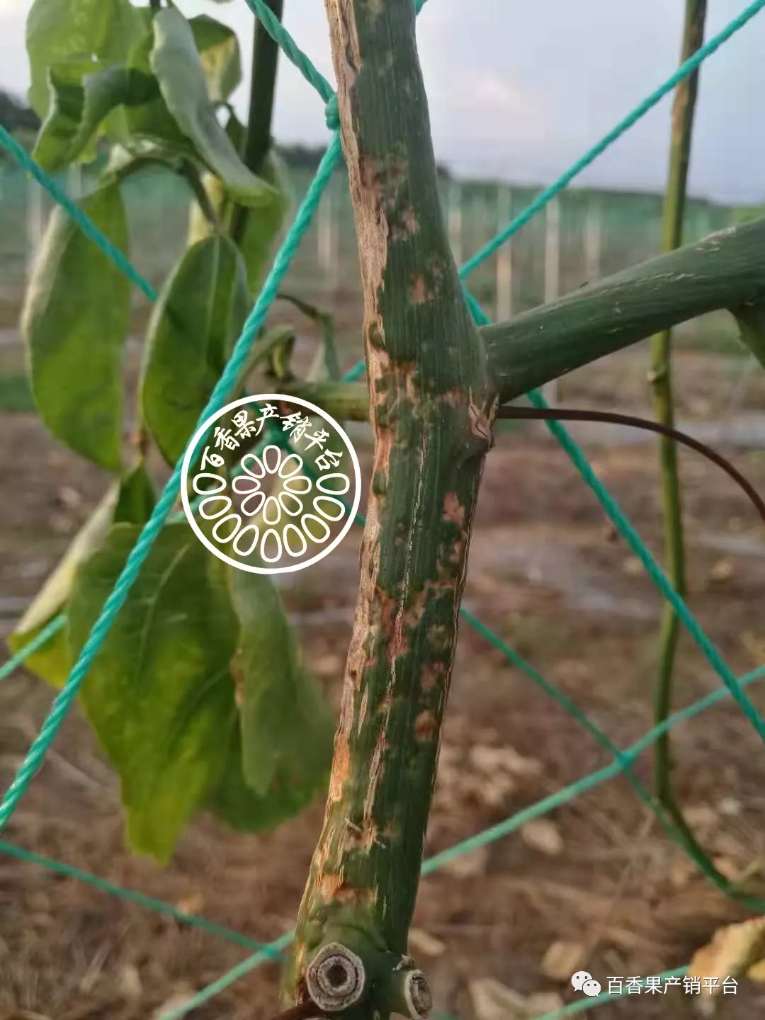 危害百香果的病毒有很多种,除了常见的花叶病毒,木质化病毒等外,近年