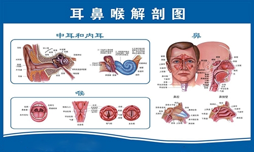 早秋常见的耳鼻喉疾病来袭 预防"宝典"拿走不谢