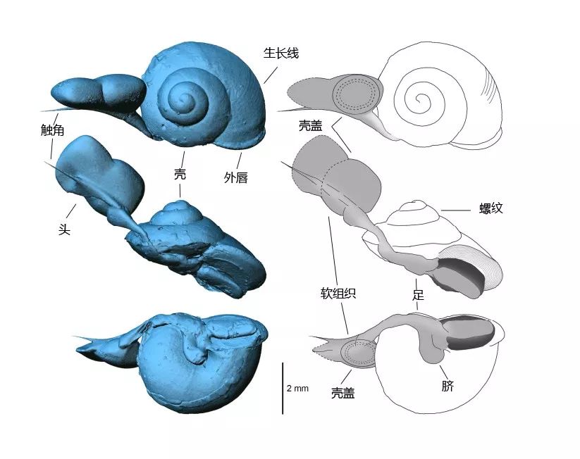 琥珀蜗牛的显微ct结构以及描线图(从上往下依次为背视,侧视,俯视图).