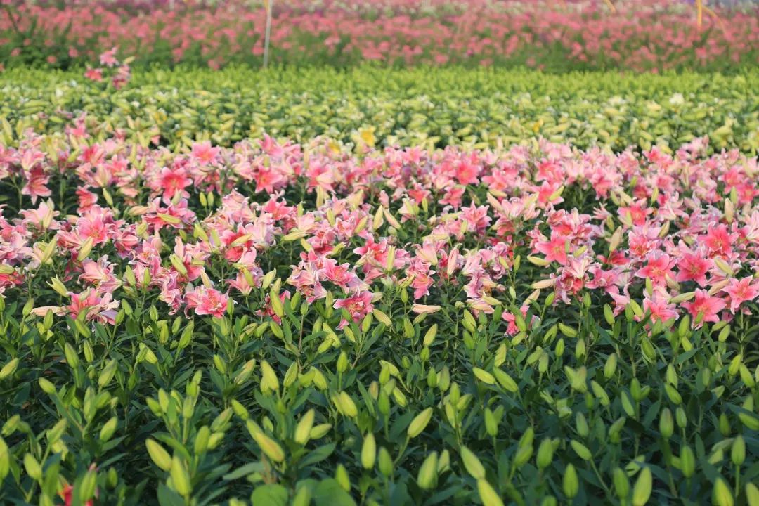 枫林花海国庆后 , 香水百合更撩人!