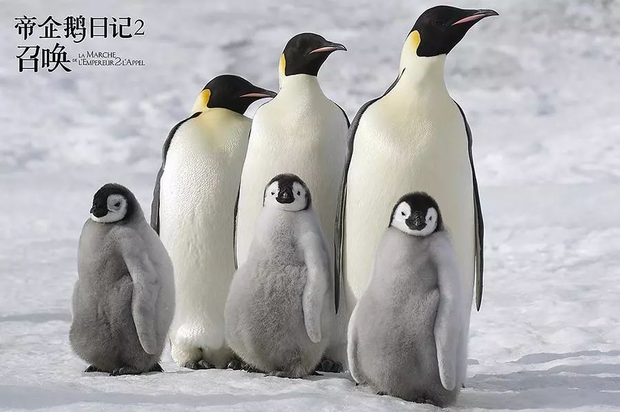 《帝企鹅日记2:召唤》10/12破"冰"而出,与它们再次相遇南极