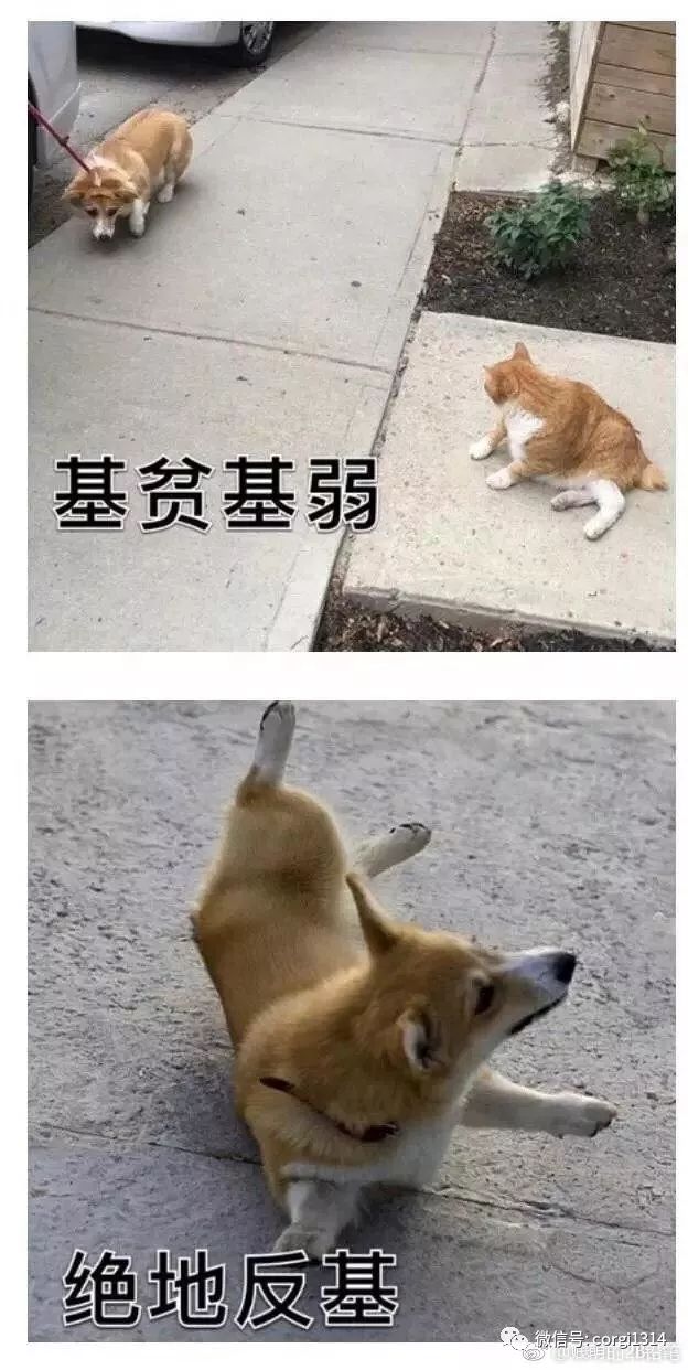 柯疯狂猜成语_疯狂猜成语答案及图片