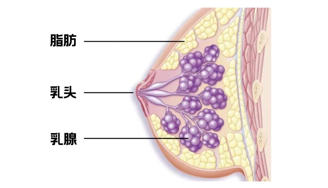 内衣的结构图_眼睛结构图(3)