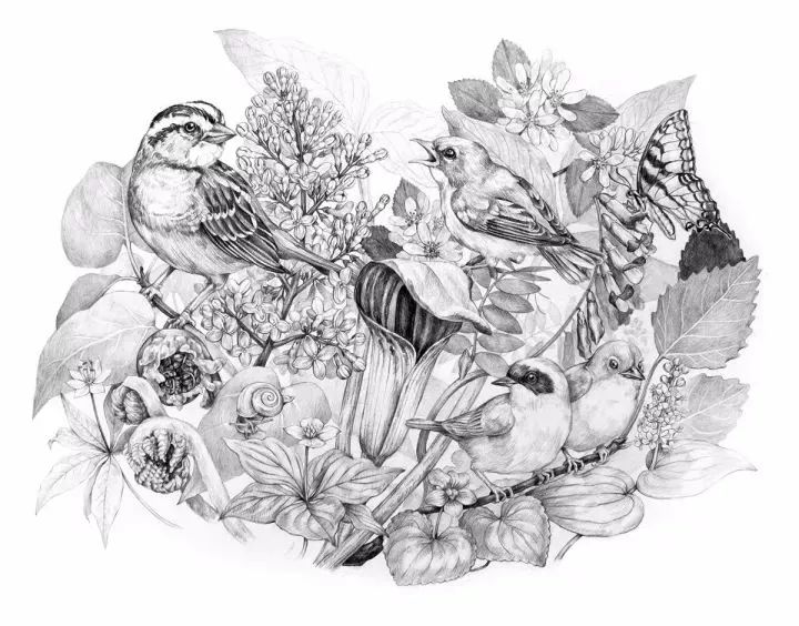 今天介绍的是 波兰插画师 zoe keller 她擅于绘画自然中的动植物 并