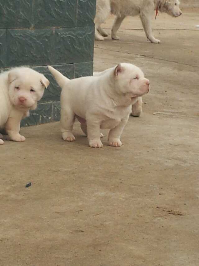 下司犬: 散发着单身狗的清香_警犬