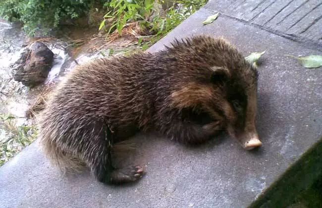 猪獾 学名:arctonyx collaris,北京市二级野生保护动物,别称沙獾,山