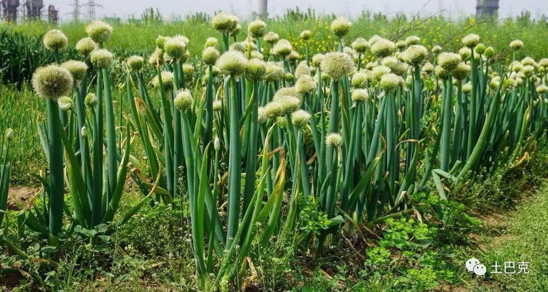 大葱四季栽培技术重茬地土壤处理技术 生长