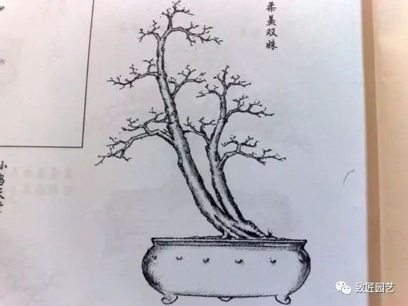 大师手绘盆景造型大全