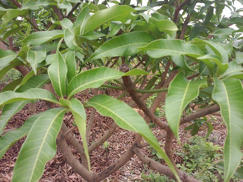 芒果要高产,10月你得这样管理!