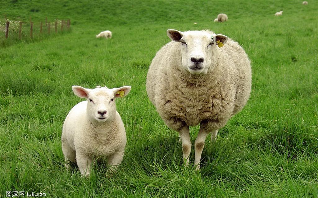 羊吃什么草长得快,育肥羊精料配方