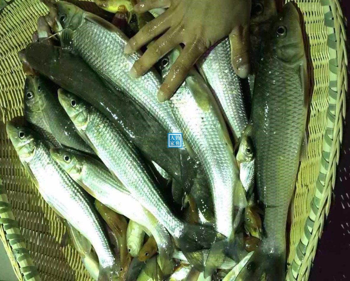 凤凰山溪流,原生态河流探钓石花鱼,收获200元一斤的名贵石花鱼